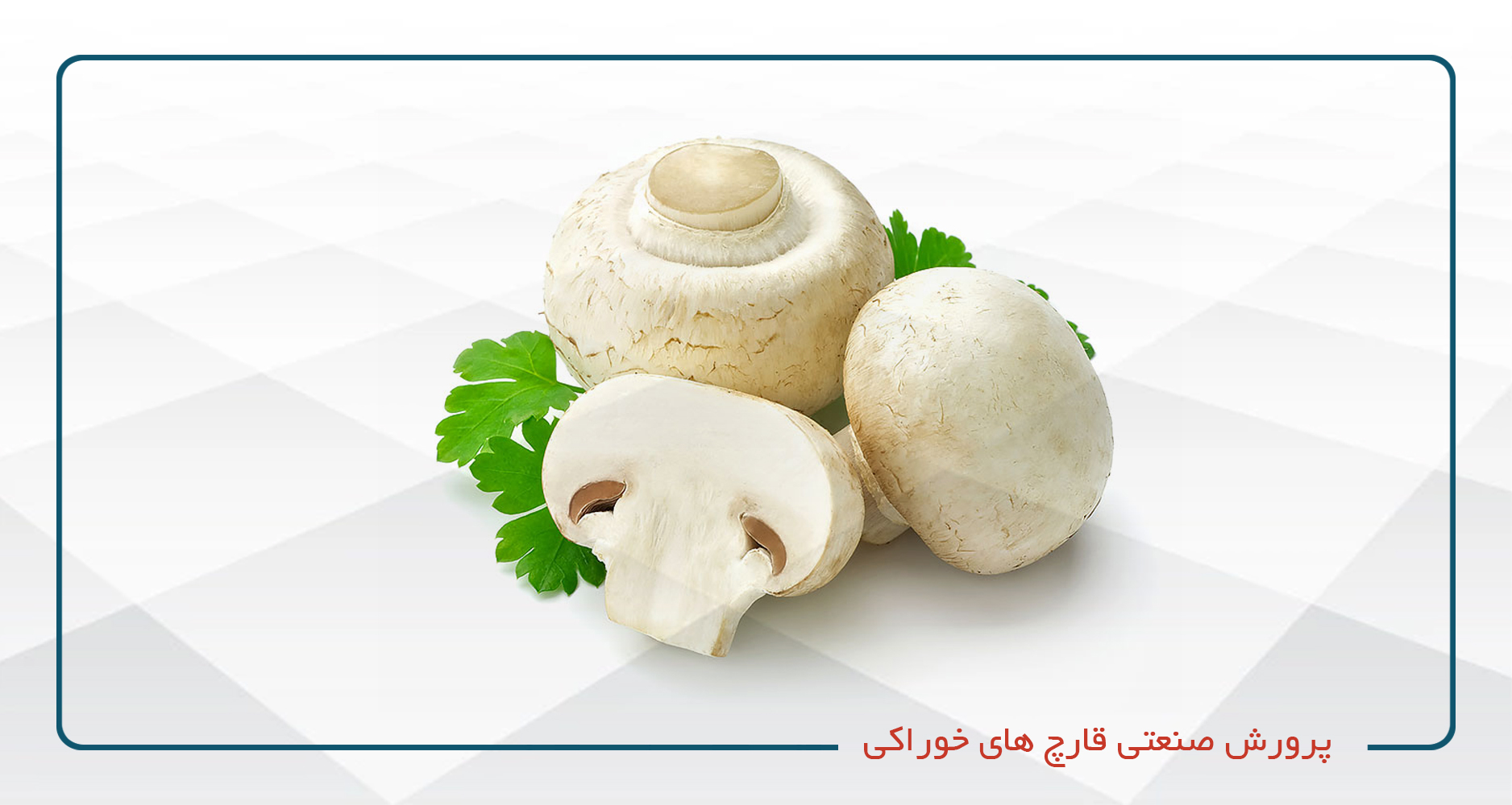 
                                                                            پرورش صنعتی قارچ‌های خوراکی